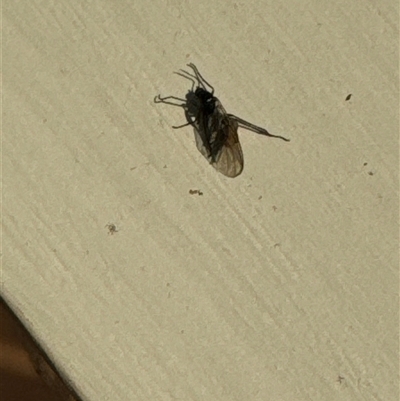 Nematocera sp. (suborder) (Unidentified 'nematoceran' fly) at Aranda, ACT - 28 Oct 2024 by Jubeyjubes