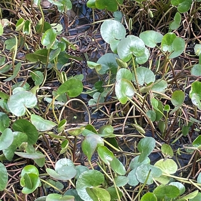 Ornduffia reniformis (Running Marsh-flower) at Bendoura, NSW - 28 Oct 2024 by JaneR