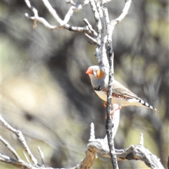 Taeniopygia guttata (Zebra Finch) at Kalbarri National Park, WA - 26 Oct 2024 by HelenCross