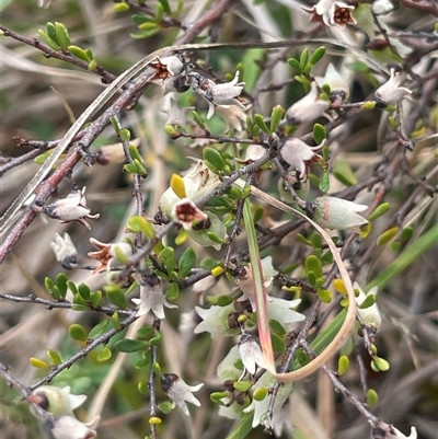 Cryptandra amara (Bitter Cryptandra) at Bendoura, NSW - 28 Oct 2024 by JaneR