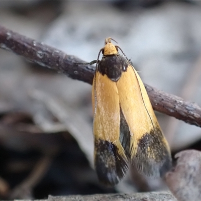 Heteroteucha dichroella (A Concealer moth (Wingia Group)) at Murrumbateman, NSW - 21 Oct 2024 by SimoneC