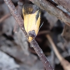 Heteroteucha dichroella at Murrumbateman, NSW - 21 Oct 2024