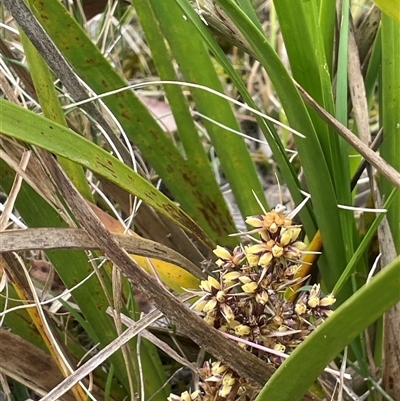 Lomandra longifolia (Spiny-headed Mat-rush, Honey Reed) at Bendoura, NSW - 28 Oct 2024 by JaneR