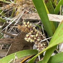 Lomandra longifolia at Bendoura, NSW - 28 Oct 2024 03:21 PM