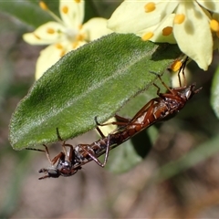 Ectinorhynchus variabilis (A Stiletto Fly) at Murrumbateman, NSW - 20 Oct 2024 by SimoneC