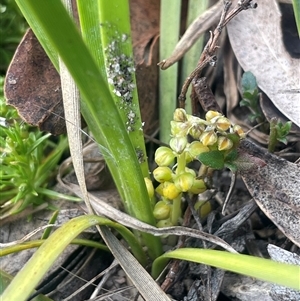 Lomandra filiformis subsp. coriacea at Bendoura, NSW - 28 Oct 2024