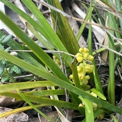 Lomandra filiformis subsp. coriacea at Bendoura, NSW - 28 Oct 2024