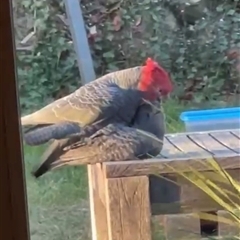 Callocephalon fimbriatum (Gang-gang Cockatoo) at Campbell, ACT - 28 Oct 2024 by alisonburt