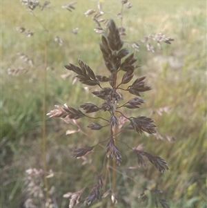 Poa bulbosa at Griffith, ACT - 28 Oct 2024