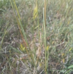 Poa bulbosa at Griffith, ACT - 28 Oct 2024 08:50 AM