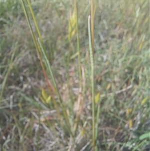 Poa bulbosa at Griffith, ACT - 28 Oct 2024