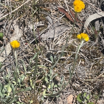 Chrysocephalum apiculatum (Common Everlasting) at Bendoura, NSW - 28 Oct 2024 by JaneR