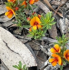 Pultenaea subspicata (Low Bush-pea) at Bendoura, NSW - 28 Oct 2024 by JaneR