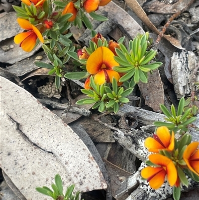 Pultenaea subspicata (Low Bush-pea) at Bendoura, NSW - 28 Oct 2024 by JaneR