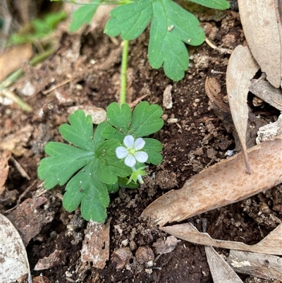 Geranium sp. at Dunbogan, NSW - 27 Oct 2024 by Nette