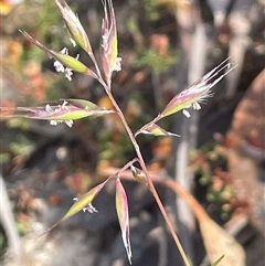 Rytidosperma (genus) (Wallaby Grass) at Bendoura, NSW - 28 Oct 2024 by JaneR