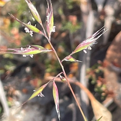 Rytidosperma (genus) (Wallaby Grass) at Bendoura, NSW - 28 Oct 2024 by JaneR