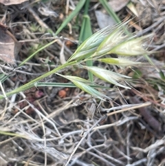 Rytidosperma (genus) (Wallaby Grass) at Bendoura, NSW - 28 Oct 2024 by JaneR