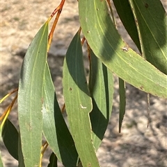 Eucalyptus pauciflora subsp. pauciflora at Bendoura, NSW - 28 Oct 2024 03:53 PM