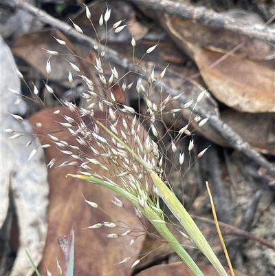 Aira sp. (A Hair Grass) at Bendoura, NSW - 28 Oct 2024 by JaneR