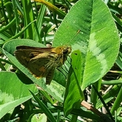 Ocybadistes walkeri (Green Grass-dart) at Braddon, ACT - 28 Oct 2024 by clarehoneydove