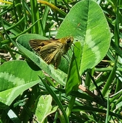 Ocybadistes walkeri at Braddon, ACT - 28 Oct 2024 12:35 PM