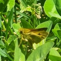 Ocybadistes walkeri at Braddon, ACT - 28 Oct 2024 12:35 PM