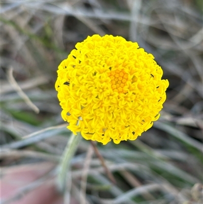 Ammobium craspedioides (Yass Daisy) at Woolgarlo, NSW - 28 Oct 2024 by SustainableSeg