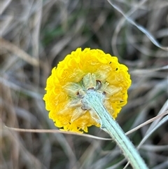 Ammobium craspedioides at suppressed - suppressed
