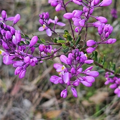 Comesperma ericinum (Heath Milkwort) at Bungendore, NSW - 28 Oct 2024 by MatthewFrawley