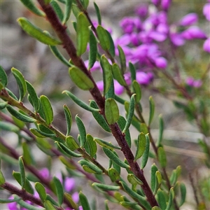 Comesperma ericinum at Bungendore, NSW - 28 Oct 2024 04:50 PM