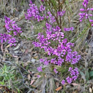 Comesperma ericinum at Bungendore, NSW - 28 Oct 2024 04:50 PM