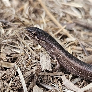 Saproscincus mustelinus at Braidwood, NSW - 28 Oct 2024 05:51 PM