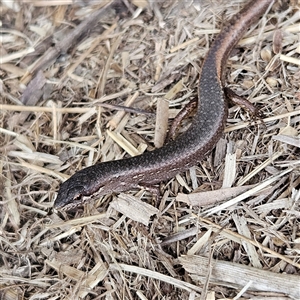 Saproscincus mustelinus at Braidwood, NSW - 28 Oct 2024 05:51 PM