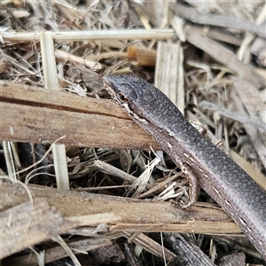 Saproscincus mustelinus at Braidwood, NSW - 28 Oct 2024 05:51 PM