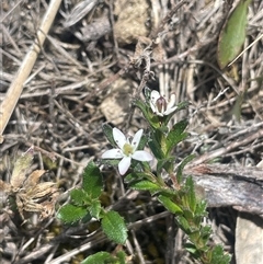 Rhytidosporum procumbens (White Marianth) at Bendoura, NSW - 28 Oct 2024 by JaneR