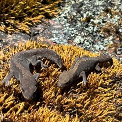 Diplodactylus vittatus (Eastern Stone Gecko) at Woolgarlo, NSW - 28 Oct 2024 by SustainableSeg