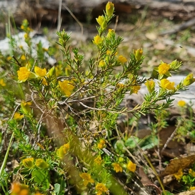 Hibbertia calycina (Lesser Guinea-flower) at Warri, NSW - 27 Oct 2024 by clarehoneydove