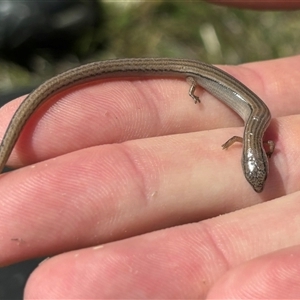 Hemiergis talbingoensis at suppressed - 28 Oct 2024