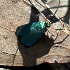 Pollanisus (genus) (A Forester Moth) at Woolgarlo, NSW - 28 Oct 2024 by SustainableSeg