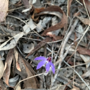 Cyanicula caerulea at Sutton, NSW - 27 Sep 2024