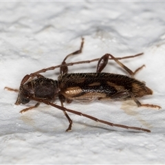 Bethelium diversicorne at Melba, ACT - 27 Oct 2024 08:57 PM