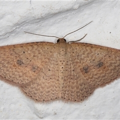 Epicyme rubropunctaria (Red-spotted Delicate) at Melba, ACT - 27 Oct 2024 by kasiaaus