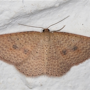 Epicyme rubropunctaria at Melba, ACT - 27 Oct 2024 08:57 PM