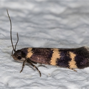 Macrobathra (genus) at Melba, ACT - 27 Oct 2024