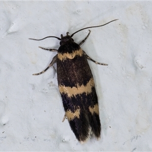 Macrobathra (genus) at Melba, ACT - 27 Oct 2024