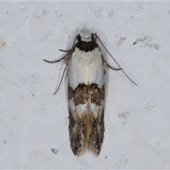 Euphiltra angustior (A Concealer moth (Wingia group) at Melba, ACT - 27 Oct 2024 by kasiaaus