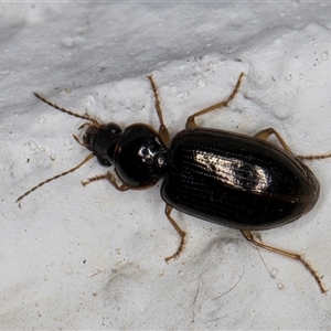 Notagonum submetallicum at Melba, ACT - 27 Oct 2024 09:04 PM