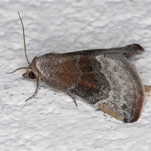 Mataeomera mesotaenia at Melba, ACT - 27 Oct 2024 09:06 PM