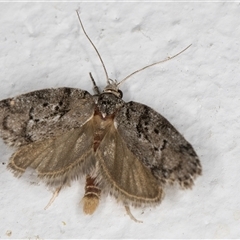 Philobota philostaura (A Concealer moth (Philobota group) at Melba, ACT - 27 Oct 2024 by kasiaaus